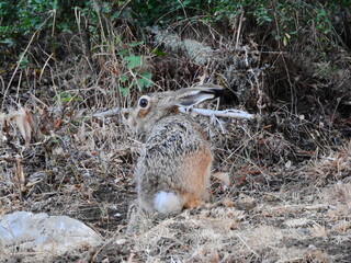 rabbit in the wild