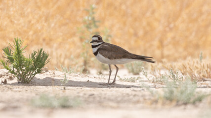 Wall Mural - A Killdeer finds shelter from the midday sun in the shade of a fence post in an arid portion of the Bear River Migratory Bird Refuge in Brigham City, Utah, USA on a sunny June day in 2024.