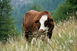 © JAG IMAGES - Vache, race Abondance, Alpes