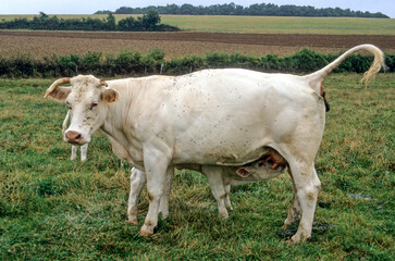 Wall Mural - Vache, veau, race Charolaise