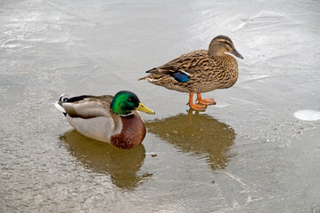 Wall Mural - Canard colvert, Anas platyrhynchos, glace