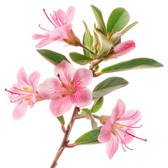 Wall Mural - Pink Flowers on Transparent Background