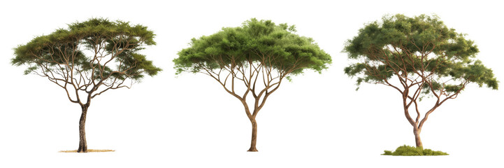 set of acacia trees isolated on transparent background png