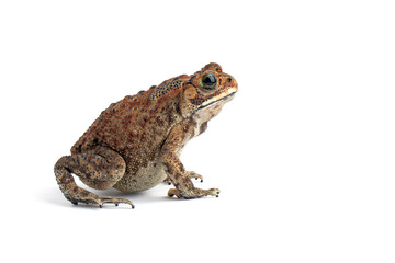 Wall Mural - Asian common toad (Duttaphrynus melanostictus) isolated on white backkground, Asian common toad (Duttaphrynus melanostictus) closeup