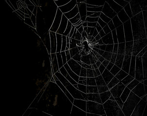 Wall Mural - spider web silhouette against black wall - halloween theme dark background