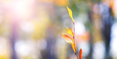 Wall Mural - Tree branch with yellow and orange autumn leaves in the forest near the river on a sunny day