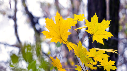 Wall Mural - Yellow maple leaves on a tree branch in the forest on a light background