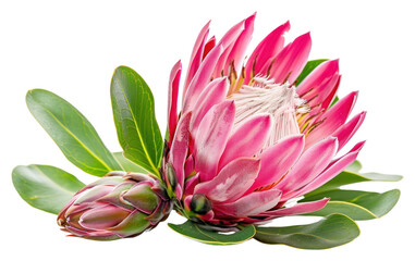 Sticker - PNG  Vibrant protea flower with leaves