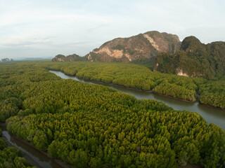 Amazing abundant mangrove forest, Aerial view of forest trees, Rainforest ecosystem and healthy environment background,Texture of green trees forest top down, High angle view