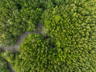 Wall Mural - Amazing abundant mangrove forest, Aerial view of forest trees, Rainforest ecosystem and healthy environment background,Texture of green trees forest top down, High angle view