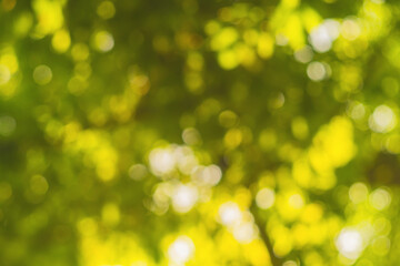 horizontal shot of blurred green background vegetation of tree leaves on summer sunny day. green nat