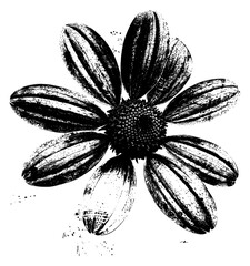 Sticker - PNG  Monochrome daisy flower illustration