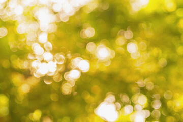 Wall Mural - horizontal shot of blurred orange background vegetation of tree leaves on warm summer sunny day. gre
