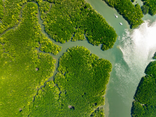 Wall Mural - Amazing abundant mangrove forest, Aerial view of forest trees Rainforest ecosystem and healthy environment background, Texture of green trees forest top down, High angle view