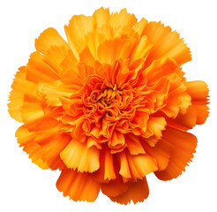 Sticker - PNG Marigold asteraceae carnation blossom.