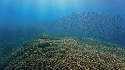 Wall Mural - Underwater photo of a colorful coral reef and school of fish. From a scuba dive in Bali.