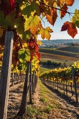 Poster - vineyard in the autumn season background design with copy space