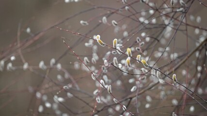 Canvas Print - Blooming willow buds on bush. Bright catkins willow buds on bush in spring