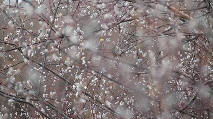 Canvas Print - Blooming willow buds swinging on the wind. Bush full of blooming catkins in spring