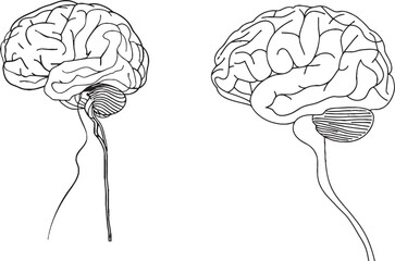 Poster - Human brain single line drawing. Hand drawn minimalism style.