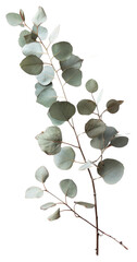 Wall Mural - Elegant eucalyptus branch illustration