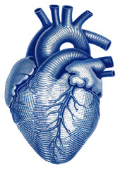 Poster - Detailed anatomical heart illustration