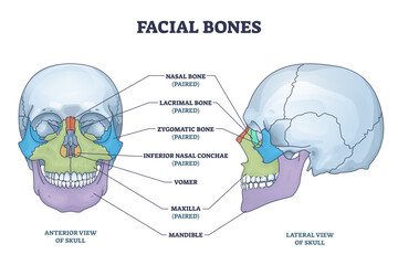 Sticker - Facial bones with anterior and lateral view of human skull outline diagram, transparent background.Skeletal anatomy with labeled educational medical scheme illustration.