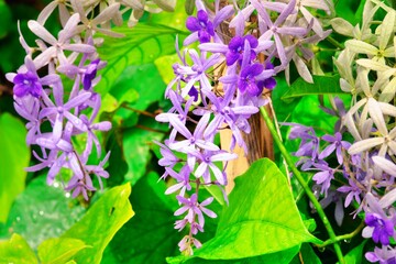 Wall Mural - A bunch of purple flowers are hanging from a green leaf