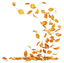 Wall Mural - autumn leaves falling gracefully
