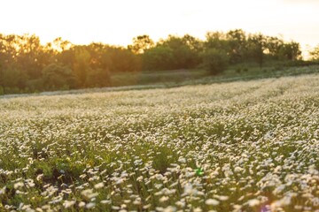 Wall Mural - beautiful spring natural landscape of field with flowers