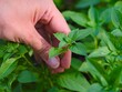 © rosinka79 - A woman touching basil branch of a basil plant in the garden
