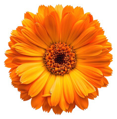 Sticker - PNG Vibrant orange marigold flower