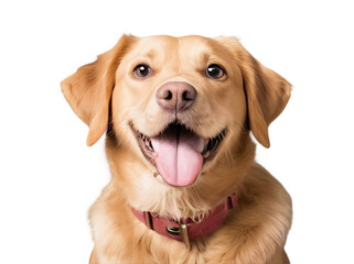 Dog portrait, isolated on transparent background, PNG format