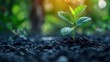 © 1000lnw - Green Sprout Growing from Dark Soil.