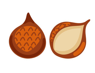 Wall Mural - Fresh salak snake fruit , whole and halved, showcasing its reddish-brown scaly skin and creamy white flesh. Ideal for featuring exotic fruits. Vector illustration isolated on white background