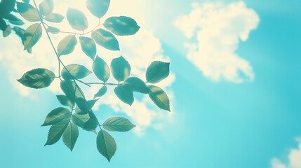 Wall Mural - blue sky leaves background