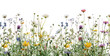 © Rawpixel.com - PNG Colorful wildflowers blooming beautifully