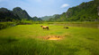 © AmazingAerialAgency - Aerial view of rice fields, water buffalo, and mountains in Ninh Binh, Vietnam.