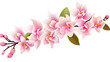 © Dilshad - Phalaenopsis orchid isolated on pure white background