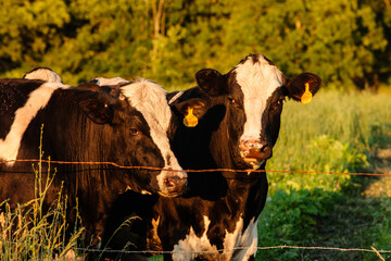 Two holstein dairy cows keep a close eye on the activity just outside the fence in the late summer evening near Hartford, Wisconsin.