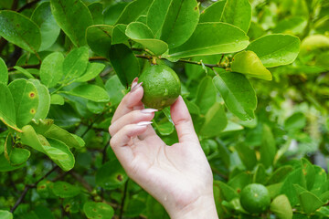 Portrait of a person's hand picking and harvesting fresh green lime hanging on a tree. Nature and vacation concept.