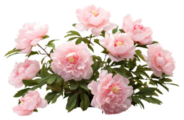 Wall Mural - PNG Delicate pink peony flowers bouquet