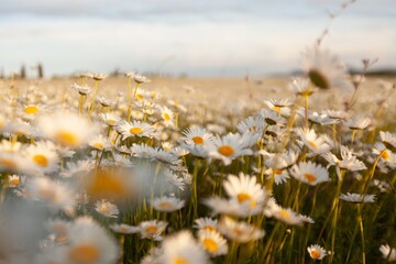Wall Mural - beautiful spring natural landscape of field with flowers