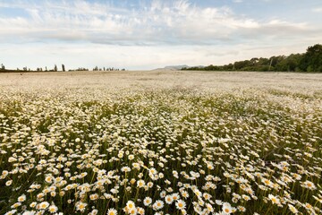 Canvas Print - Beautiful spring natural landscape of field with flowers