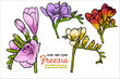 © Muza - Hand drawn vector freesia flowers set. Colorful spring flowers isolated on a white background with flowers, buds on stems. All outline and fill are in separate groups.