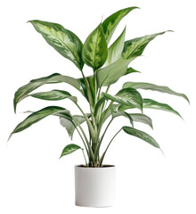 Sticker - PNG  Elegant indoor potted green plant