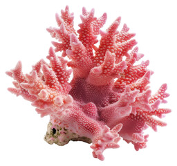 Sticker - PNG Vibrant pink coral reef specimen