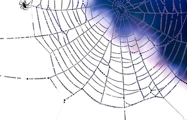 Wall Mural - spider web black with transparent background