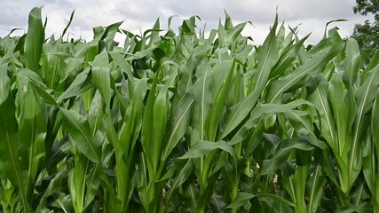 Poster - Close-up of corn plants and leaves in a field swaying with the wind under a sky filled with grayish clouds.