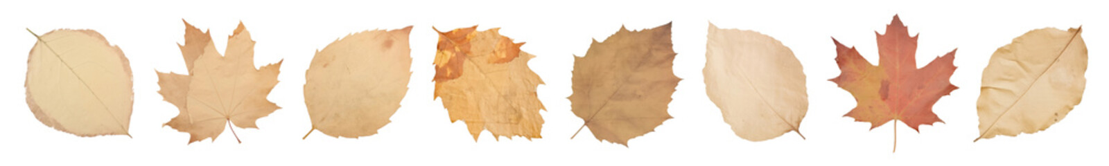 leaf paper texture png cut out element set